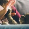 Тварини — не люди: як уникнути шкідливої турботи