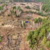 У Нацпарку «Слобожанський» пересохли лісові болота: чим це загрожує