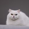 Не тільки краса, але й захист: фелінологиня про стрижки котів