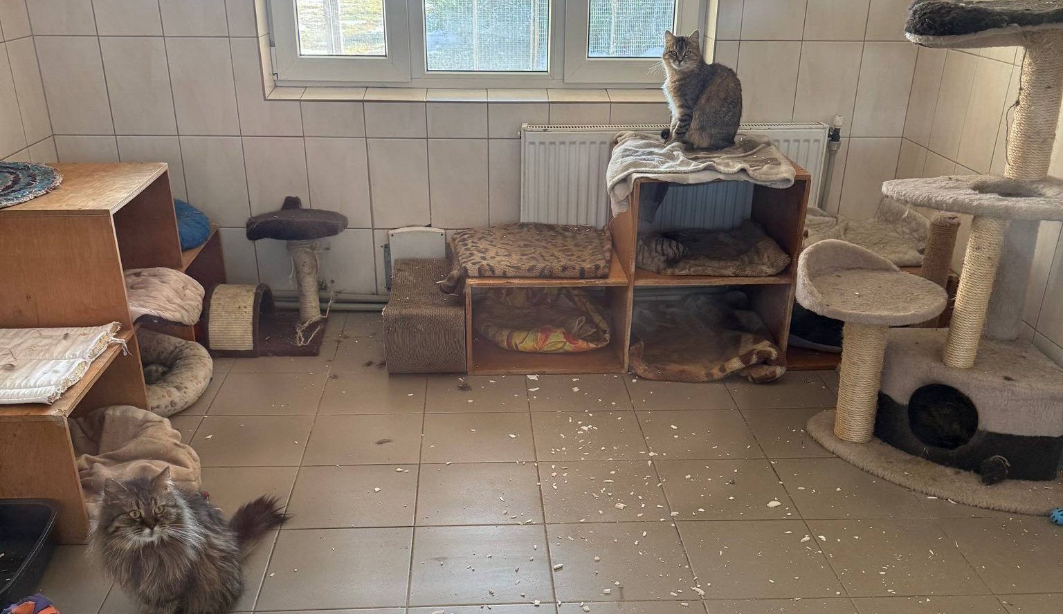 Тло
