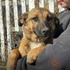 Як харківські волонтери рятують чотирилапих із-під обстрілів